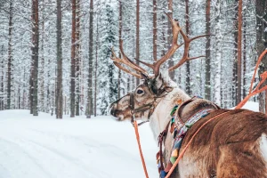 Learn about majestic reindeer and Sámi culture
