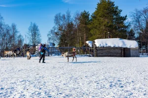 Explore Finnish Lapland's winter wonderland
